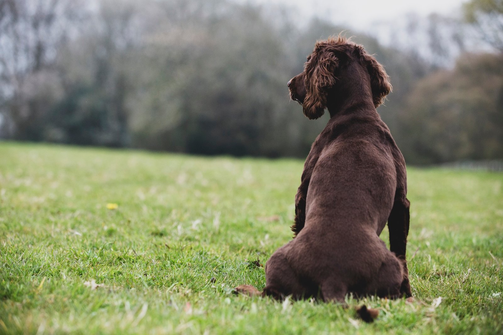 Hund sitzt mit dem Rücken zur Kamera